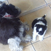 Photo de Shih tzu