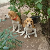 Photo de Beagle