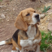 Photo de Beagle