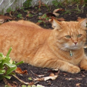 Photo de Chat domestique