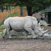 Photo de Rhinocros