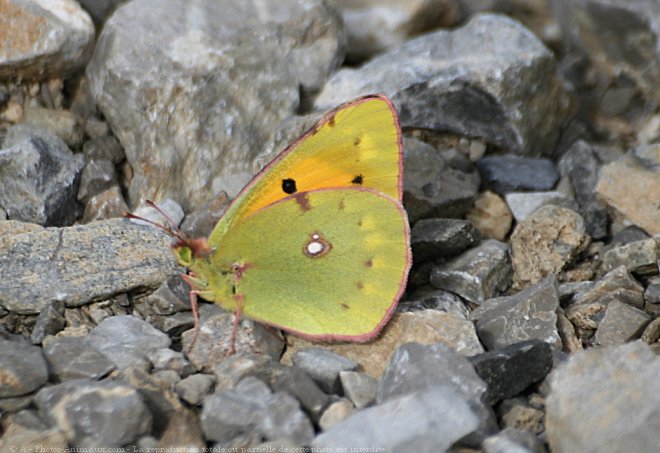 Photo de Papillon