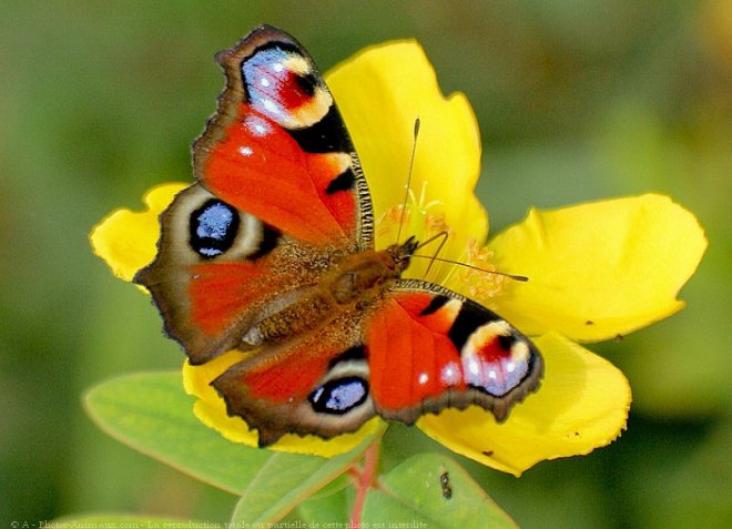 Photo de Papillon - paon du jour