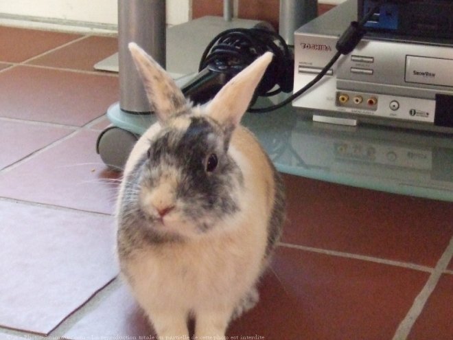 Photo de Lapin