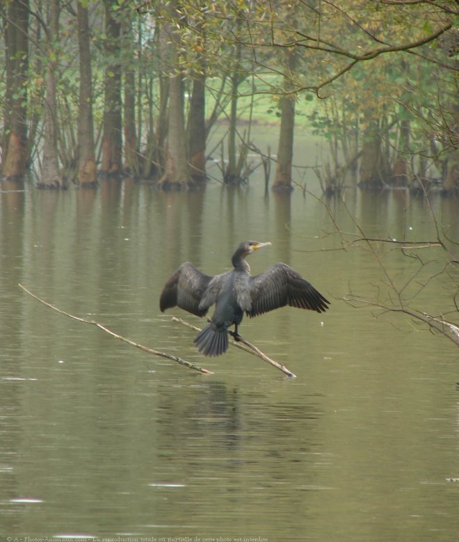 Photo de Cormorans hupps