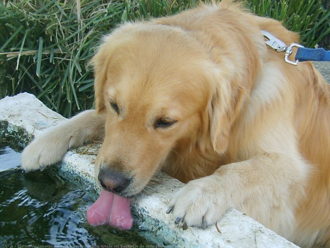 Photo de Golden retriever