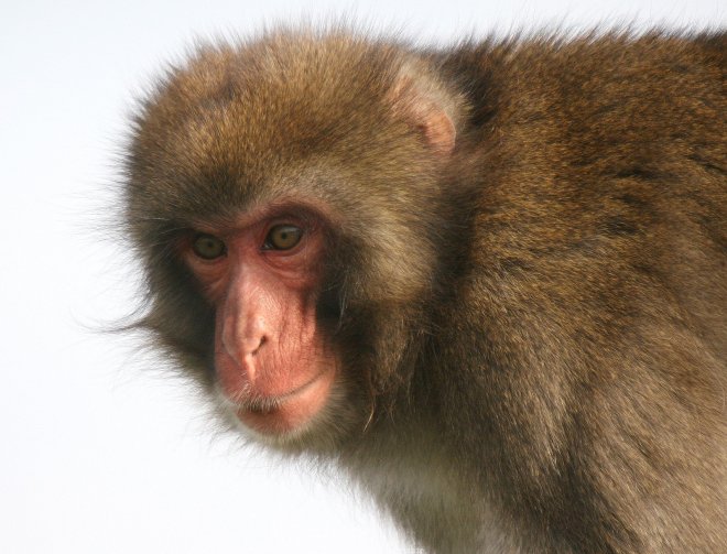 Photo de Singe - macaque