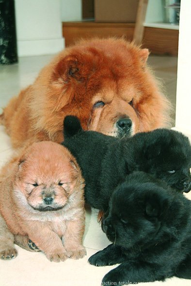 Photo de Chow chow