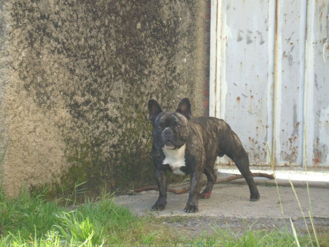 Photo de Bouledogue franais