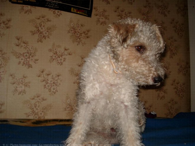 Photo de Fox terrier  poil dur