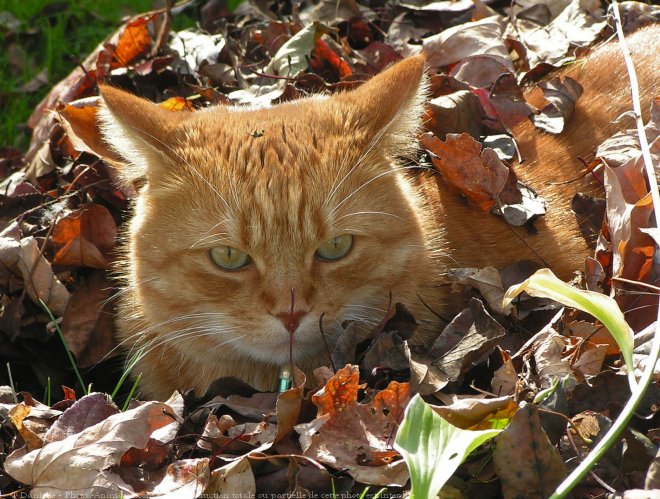 Photo de Chat domestique