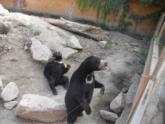 Photo d'Ours