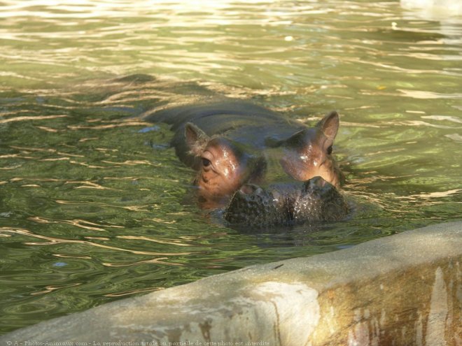 Photo de Hippopotame