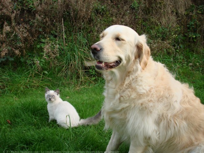 Photo de Races diffrentes