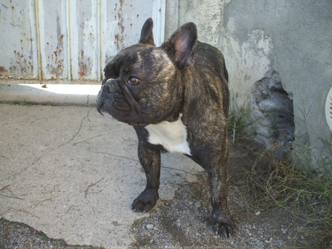 Photo de Bouledogue franais