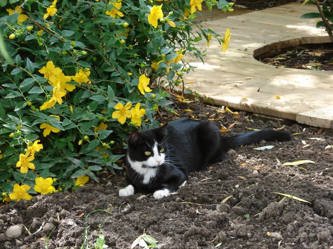 Photo de Chat domestique