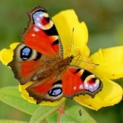 Photo de Papillon - paon du jour