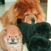 Photo de Chow chow