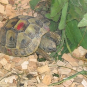 Photo de Tortue