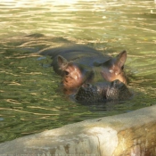 Photo de Hippopotame