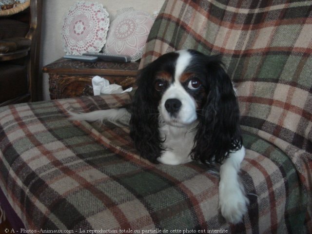 Photo de Cavalier king charles spaniel