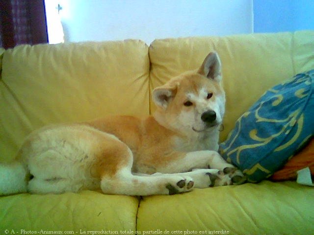 Photo d'Akita inu