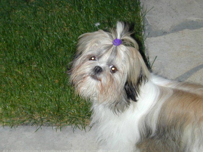 Photo de Shih tzu