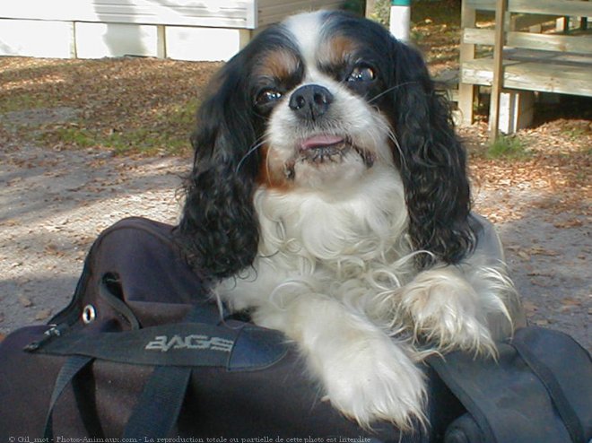 Photo de Cavalier king charles spaniel