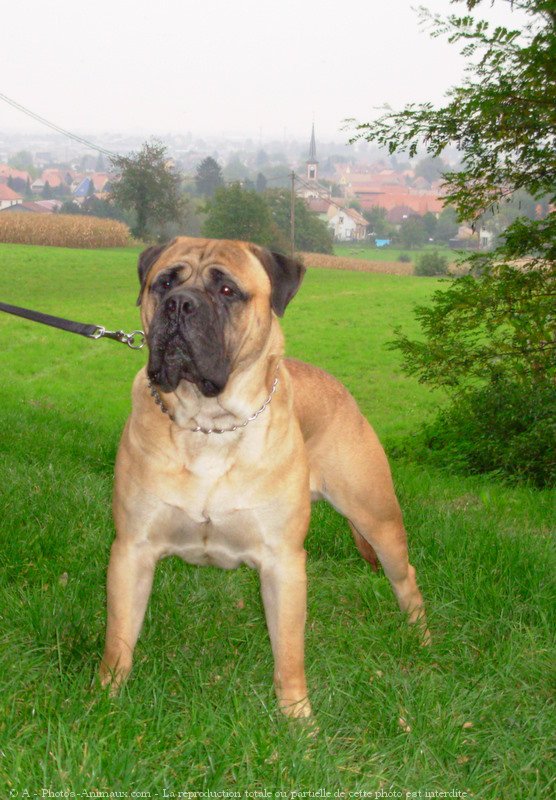 Photo de Bullmastiff