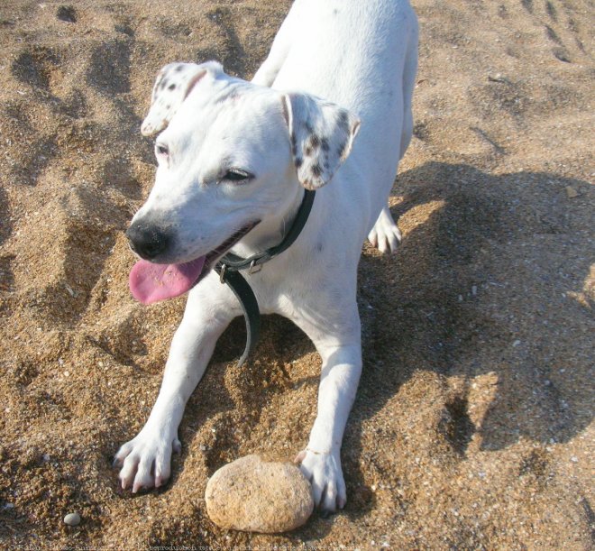 Photo de Jack russell terrier