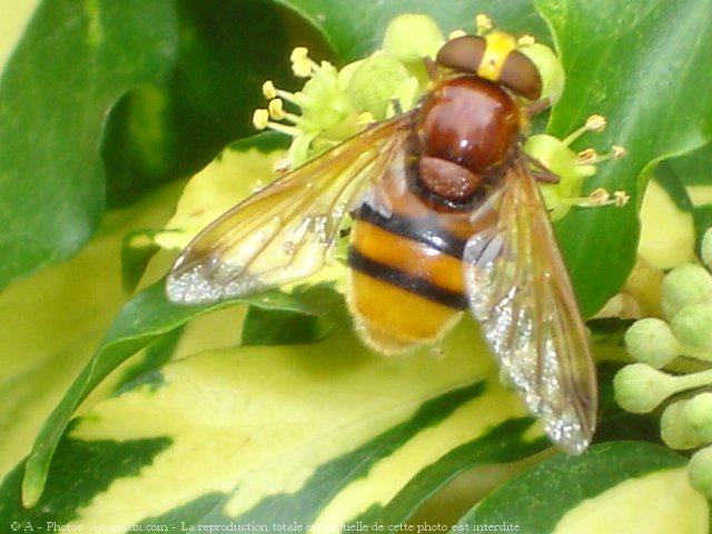 Photo d'Abeille