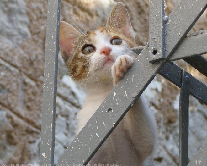 Photo de Chat domestique