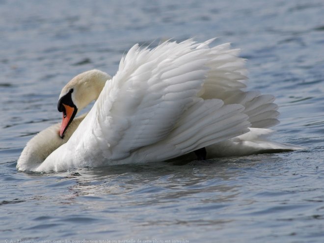 Photo de Cygne