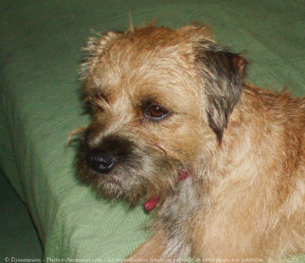 Photo de Border terrier