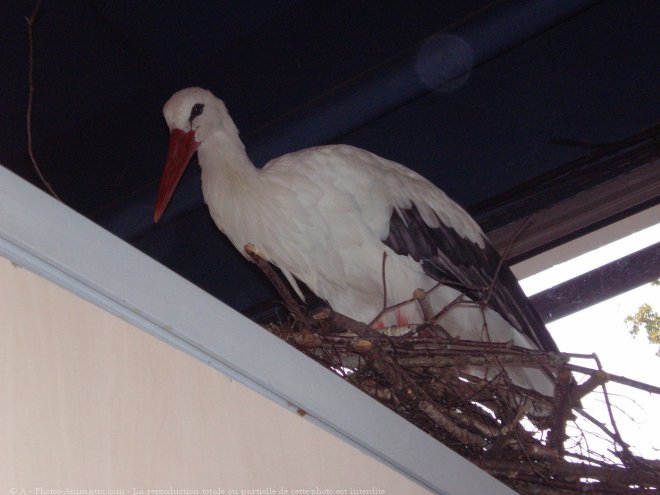 Photo de Cigogne