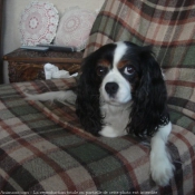 Photo de Cavalier king charles spaniel