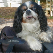 Photo de Cavalier king charles spaniel