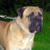 Photo de Bullmastiff