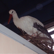 Photo de Cigogne