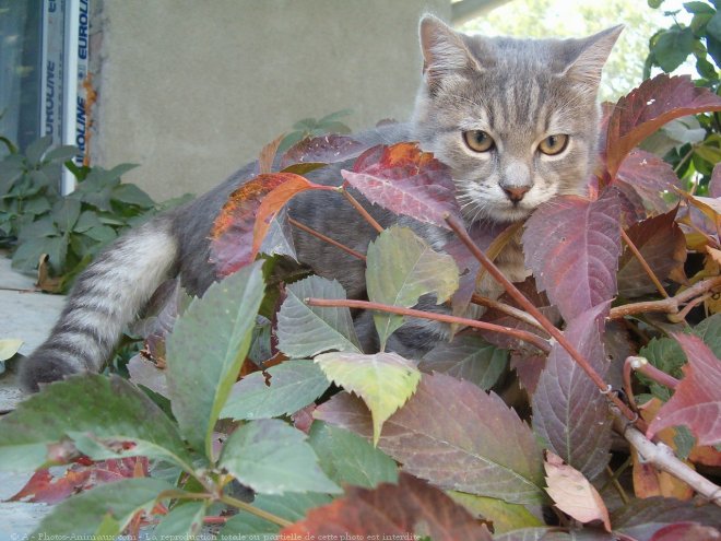 Photo de Chat domestique