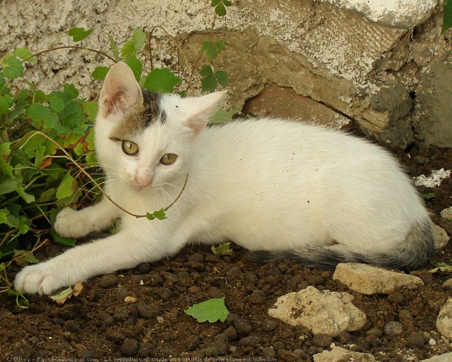 Photo de Chat domestique