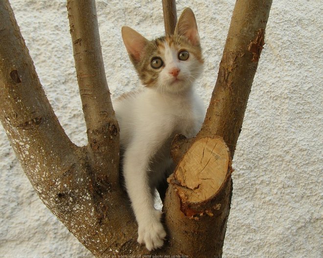 Photo de Chat domestique