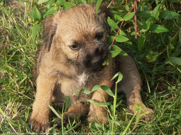 Photo de Border terrier