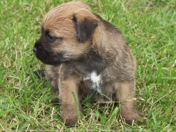 Photo de Border terrier