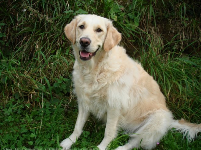 Photo de Golden retriever