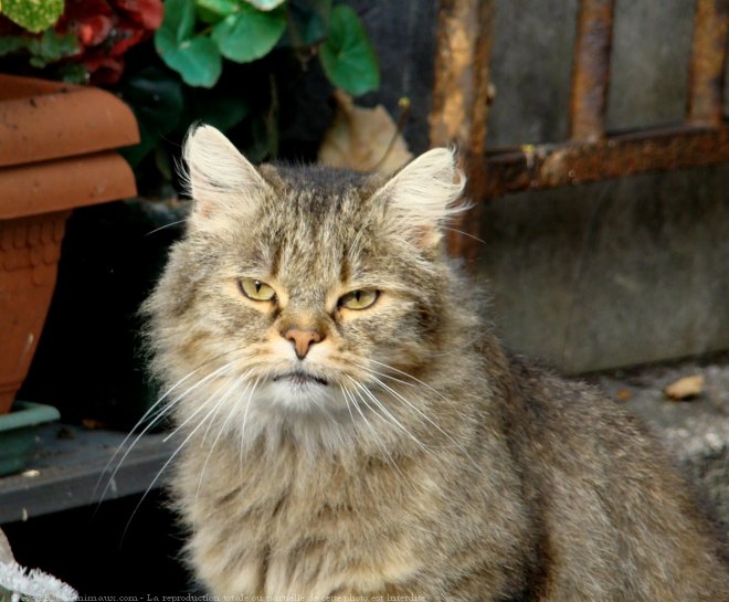 Photo de Chat domestique