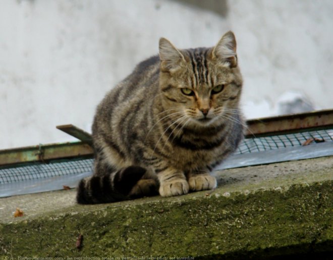 Photo de Chat domestique