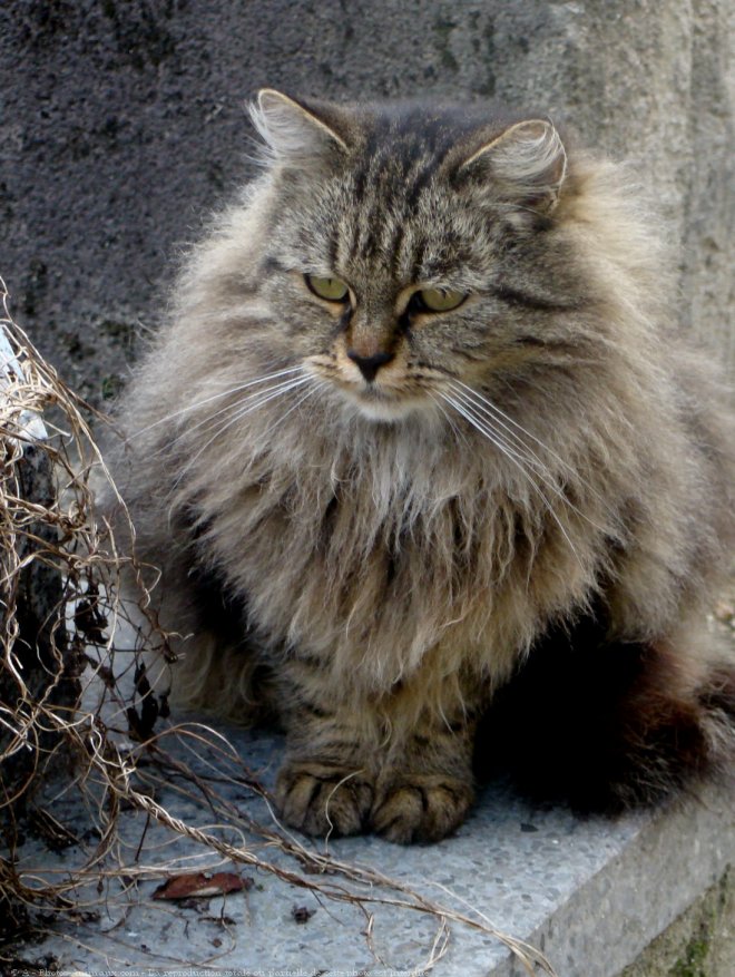 Photo de Chat domestique