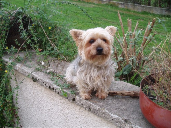 Photo de Yorkshire terrier