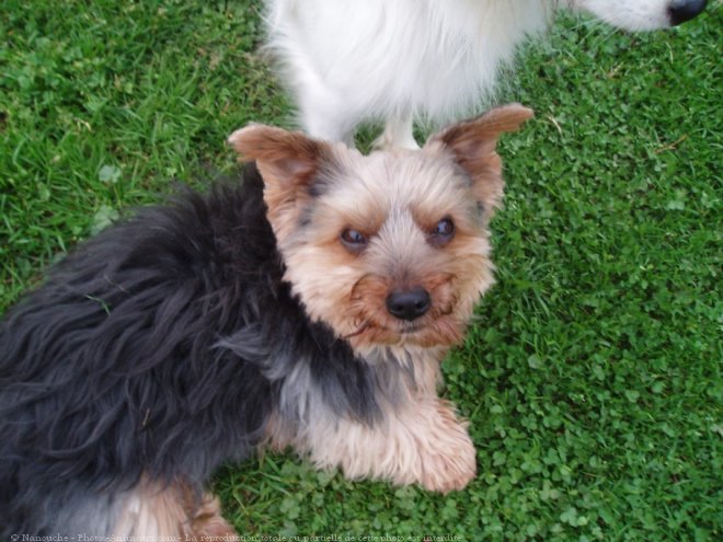 Photo de Yorkshire terrier